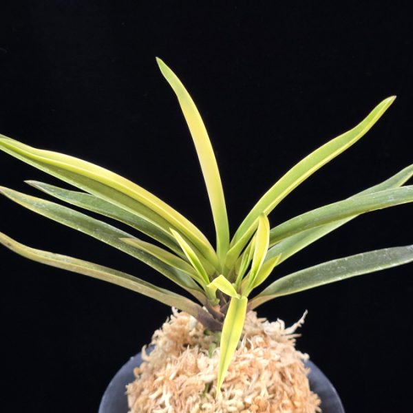 고궁 故宮 Gogung(Kokyu) (Ruby root)