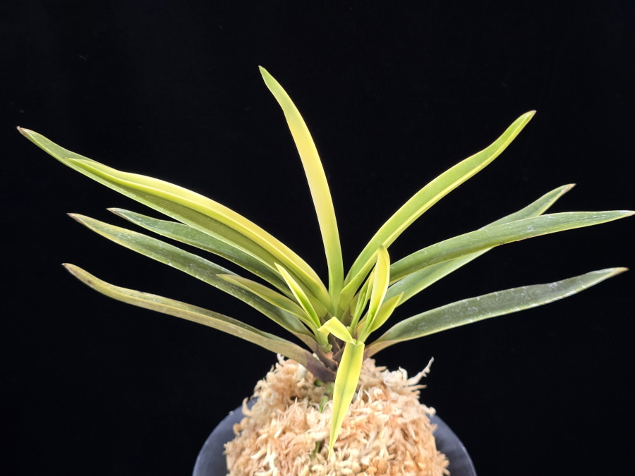 고궁 故宮 Gogung(Kokyu) (Ruby root) 고궁 故宮 Gogung(Kokyu) (Ruby root)