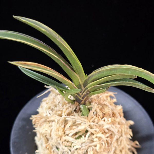 신라 新羅 Sinra (Shiragi)