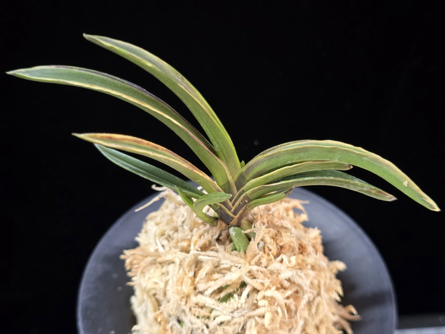 신라 新羅 Sinra (Shiragi) 신라 新羅 Sinra (Shiragi)