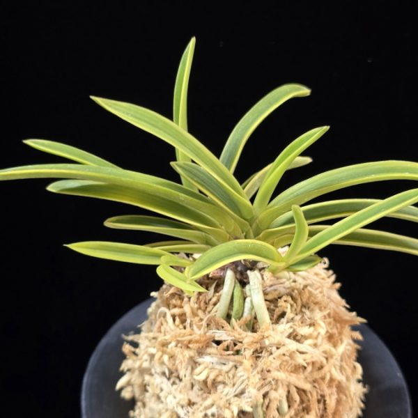 만국환 万国丸 Bankokumaru