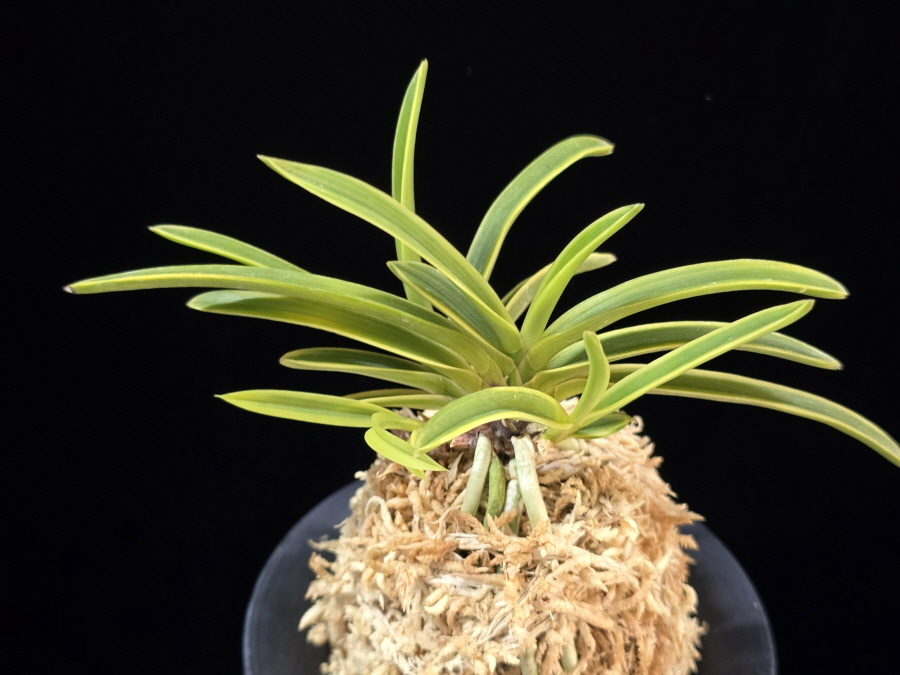 만국환 万国丸 Bankokumaru 만국환 万国丸 Bankokumaru