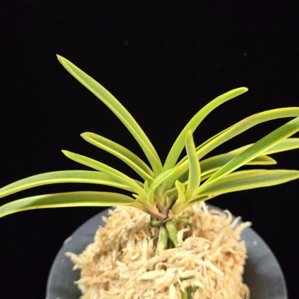 만국환 万国丸 Bankokumaru