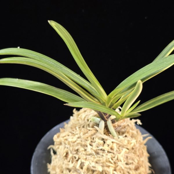 은세계 銀世界 Ginsekai