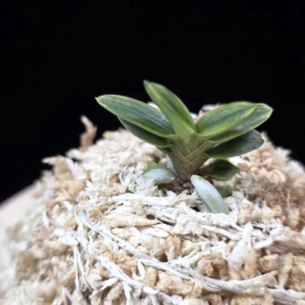 천흑 天黑 Cheonheuk