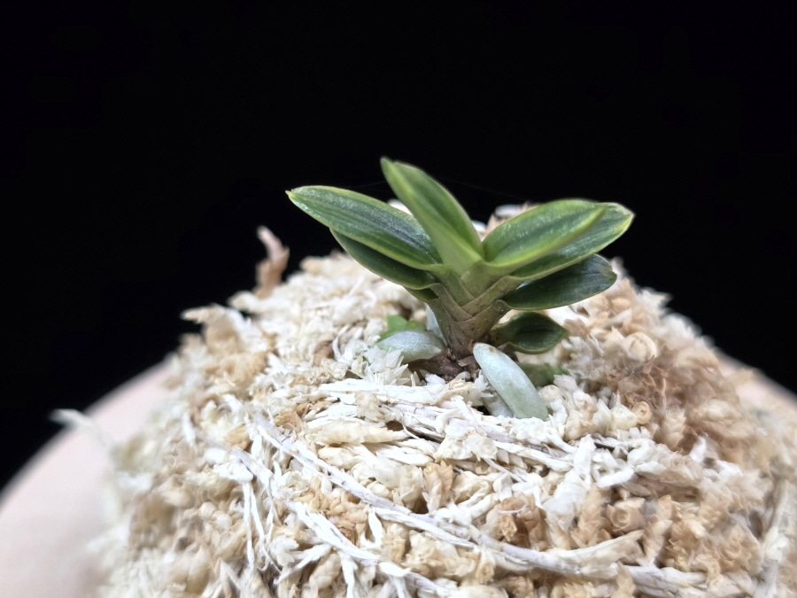 천흑 天黑 Cheonheuk 천흑 天黑 Cheonheuk