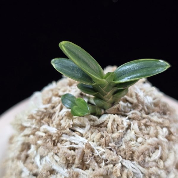 천흑 天黑 Cheonheuk