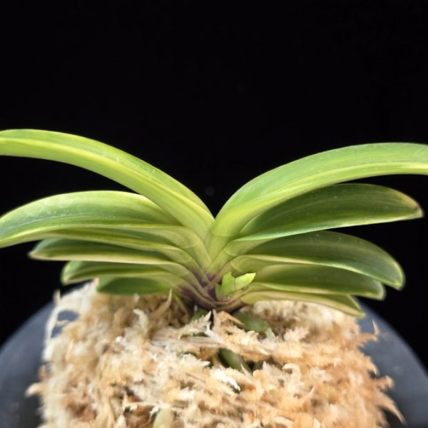 비금 轡錦 Kutsuwa nishiki