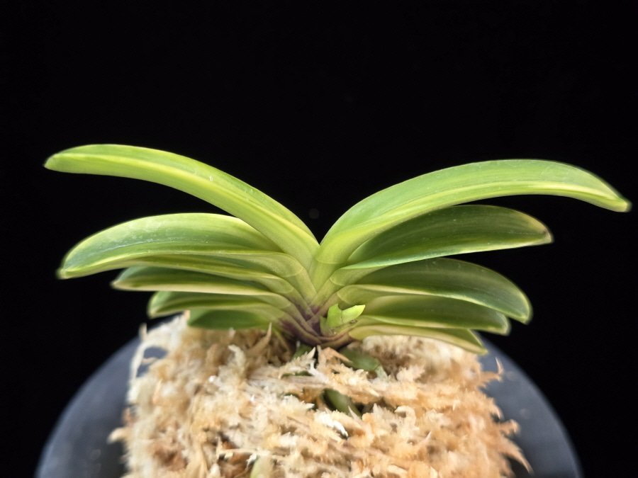 비금 轡錦 Kutsuwa nishiki 비금 轡錦 Kutsuwa nishiki