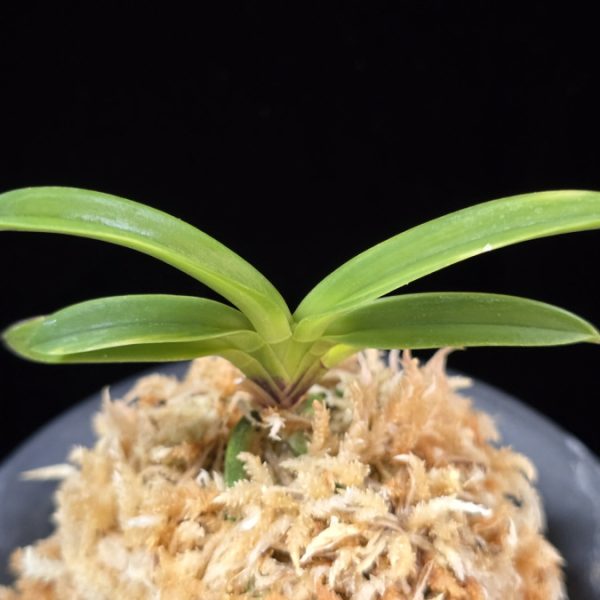 비금 轡錦 Kutsuwa nishiki