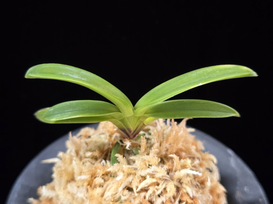 비금 轡錦 Kutsuwa nishiki 비금 轡錦 Kutsuwa nishiki