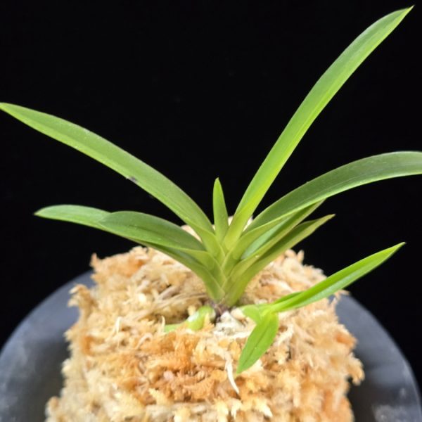 삼원홍 三元紅 Samwonhong (3 spur)