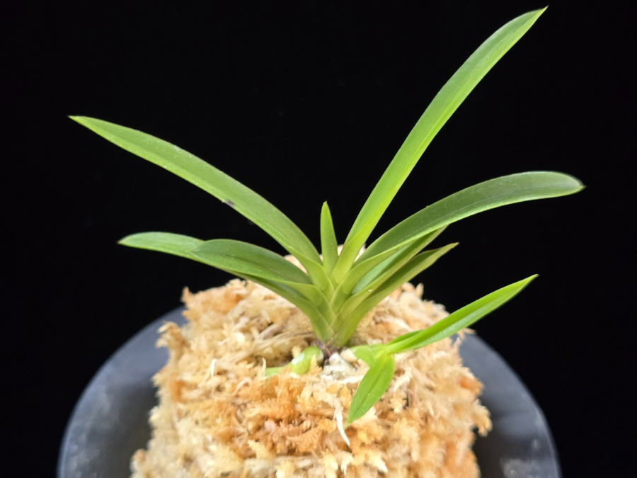 삼원홍 三元紅 Samwonhong (3 spur) 삼원홍 三元紅 Samwonhong (3 spur)