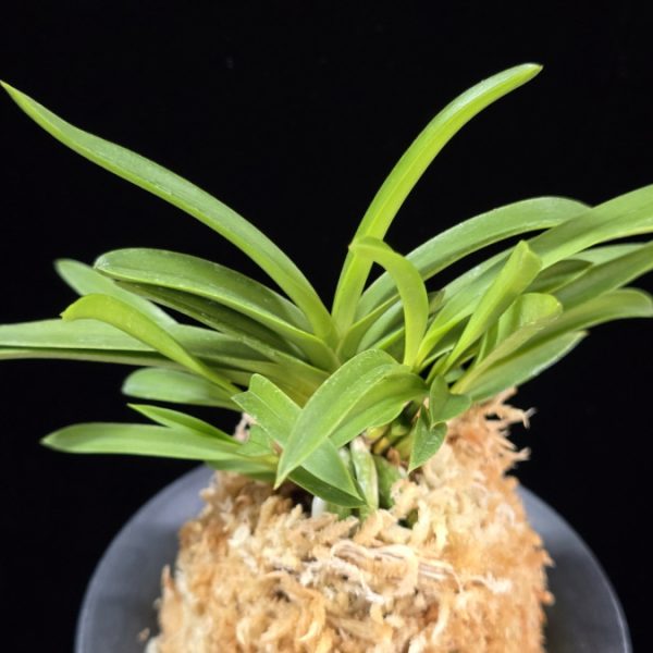 삼원홍 三元紅 Samwonhong (3 spur)