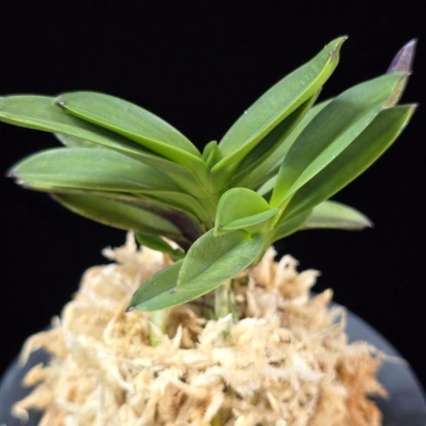 홍성 紅星 Hongseong