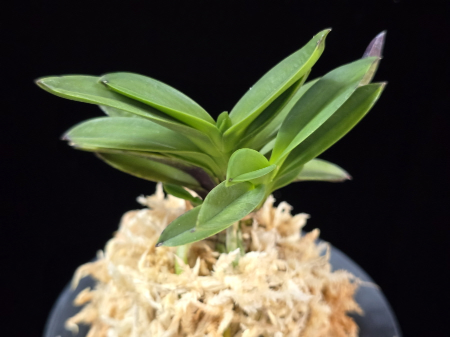 홍성 紅星 Hongseong 홍성 紅星 Hongseong