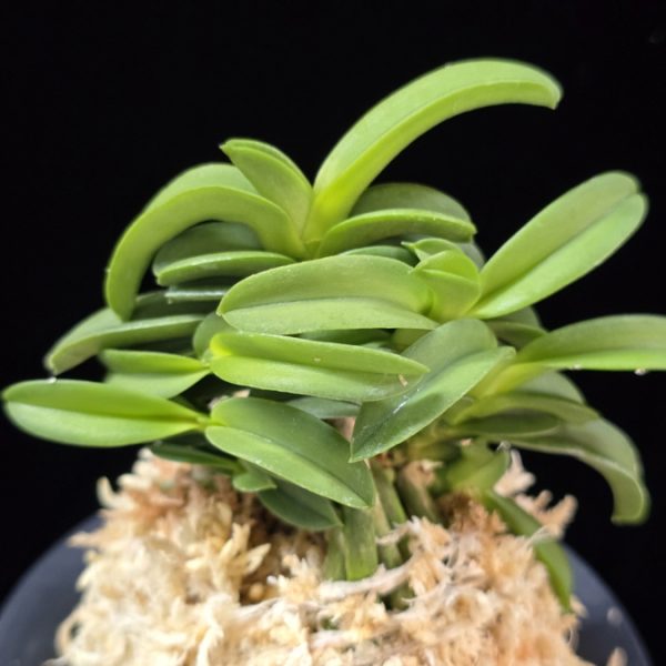 수해 樹海 Suhae(Jukai)