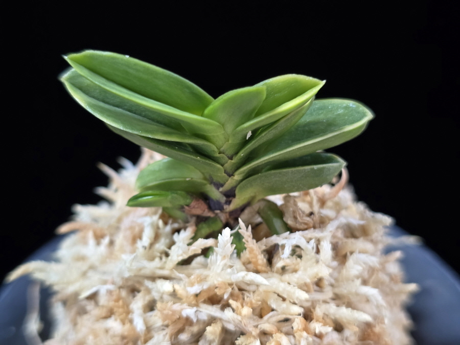 홍몽상 紅夢想 Hongmongsang 홍몽상 紅夢想 Hongmongsang