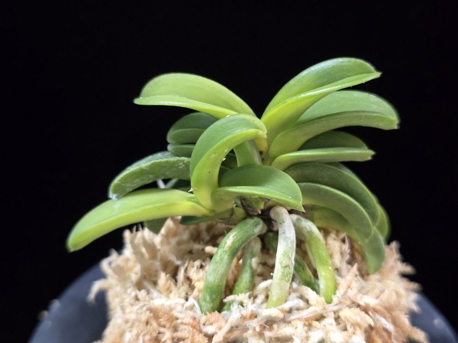 청운해 靑雲海 Seiunkai (Seikai*Zuiun) 청운해 靑雲海 Seiunkai (Seikai*Zuiun)