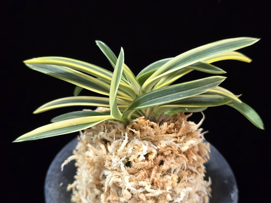 서학 西鶴 Saikaku 서학 西鶴 Saikaku