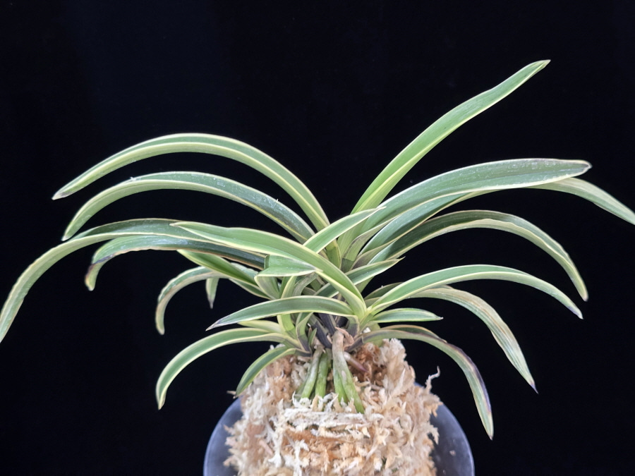 수백 琇白 Subaek 수백 琇白 Subaek