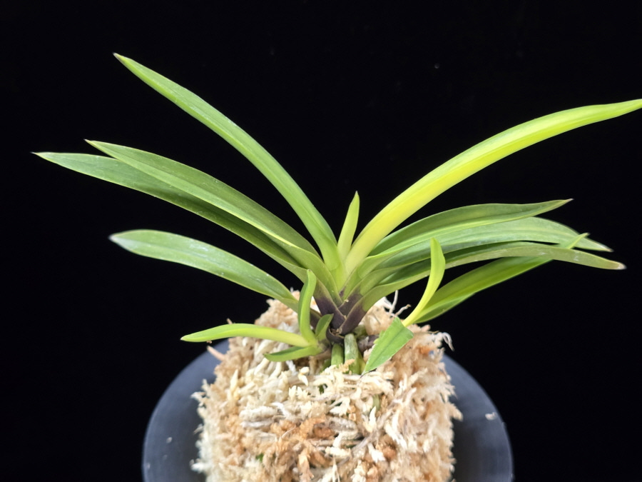 금사모단 金沙牡丹 Geumsamodan 금사모단 金沙牡丹 Geumsamodan