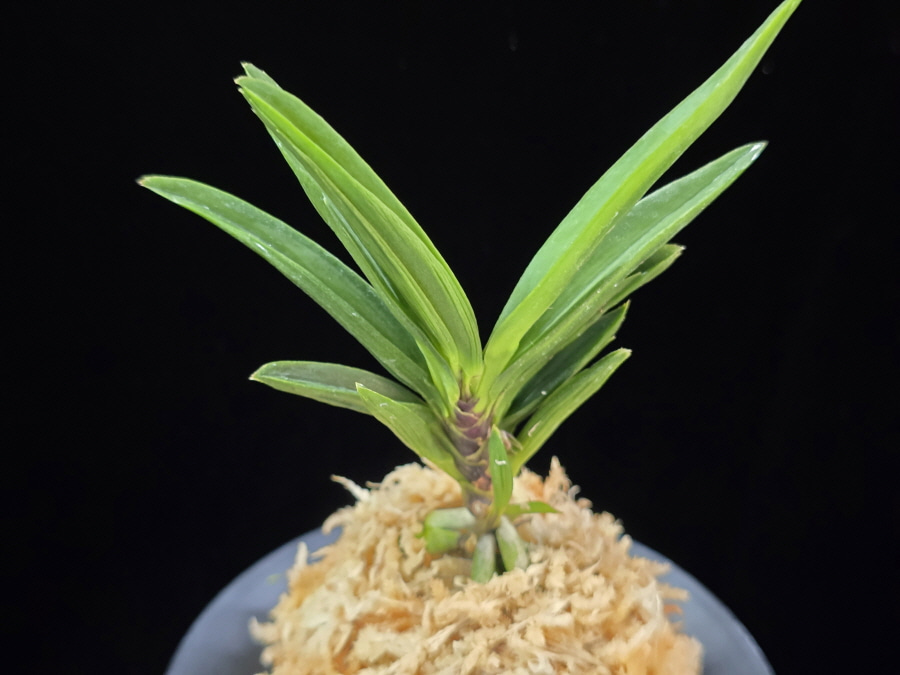 파격 破格(破天荒) Pagyeok(Hatenko) 파격 破格(破天荒) Pagyeok(Hatenko)