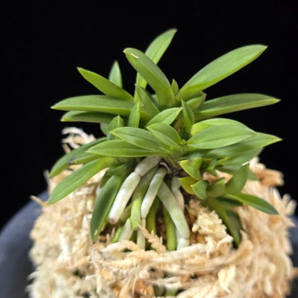 소환 小丸 Komaru