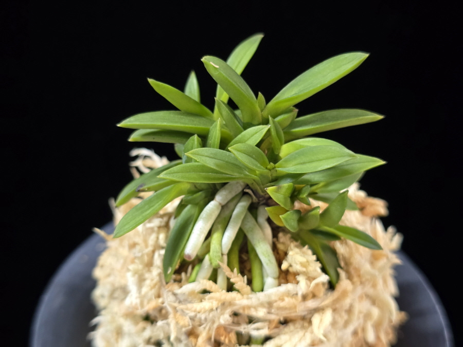 소환 小丸 Komaru 소환 小丸 Komaru