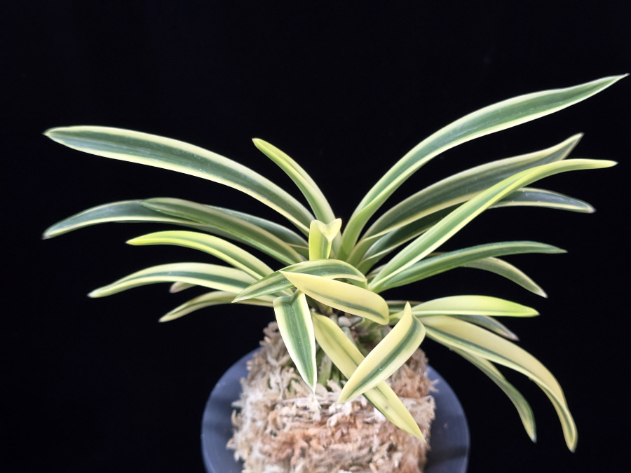 청호관 淸湖冠 Cheonghogwan 청호관 淸湖冠 Cheonghogwan