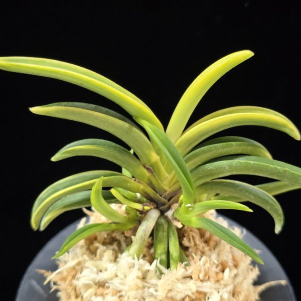 변경환호 弁慶丸縞 Benkeimaru Shima