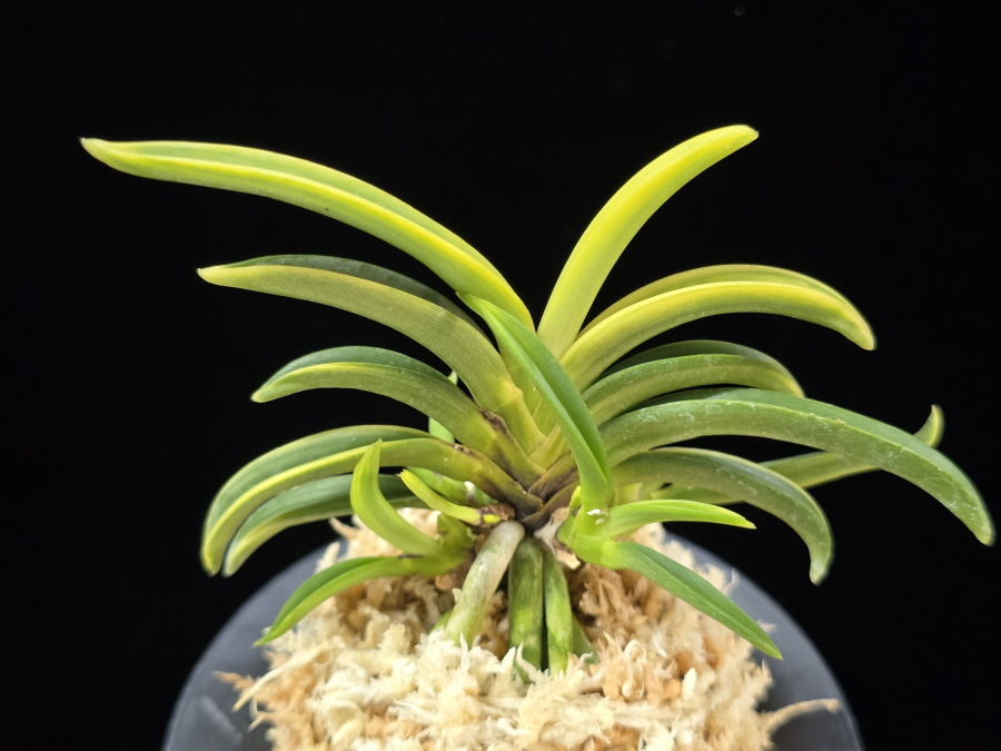 변경환호 弁慶丸縞 Benkeimaru Shima 변경환호 弁慶丸縞 Benkeimaru Shima