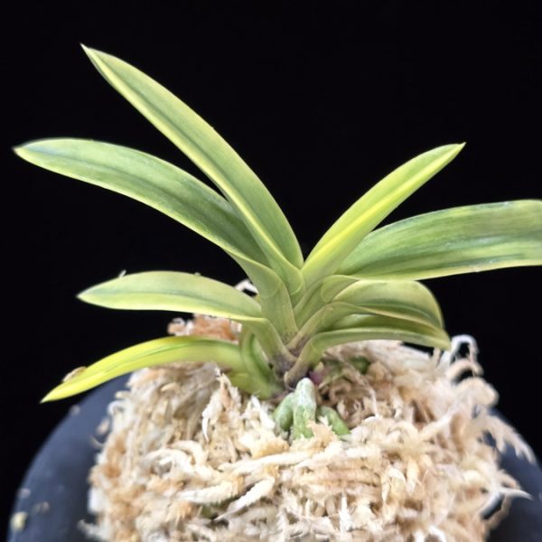 취화금 翠華錦 Suikanishiki