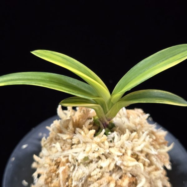 취화금 翠華錦 Suikanishiki