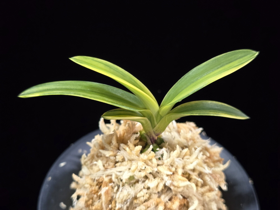 취화금 翠華錦 Suikanishiki 취화금 翠華錦 Suikanishiki