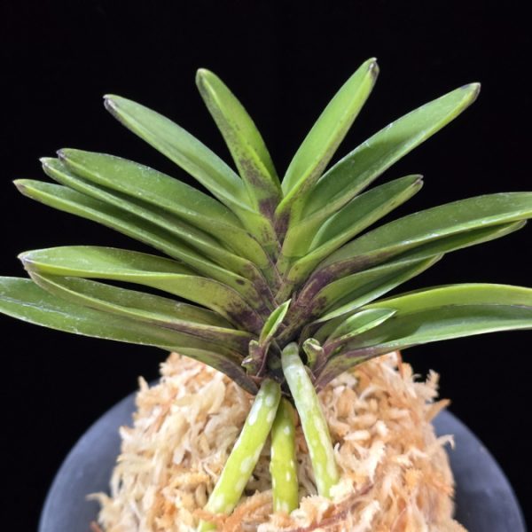 척령 鶺鴒 Sekirei