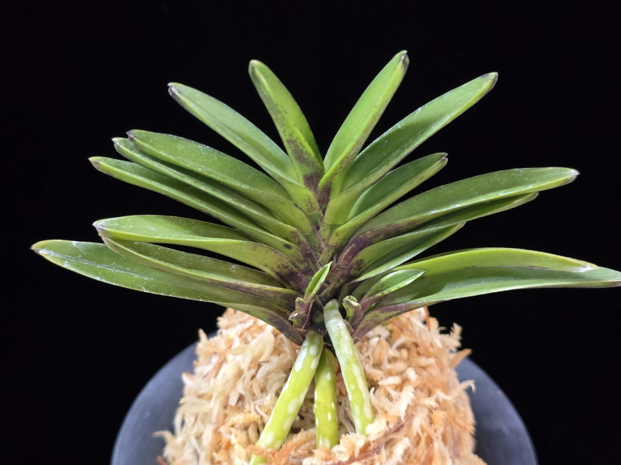 척령 鶺鴒 Sekirei 척령 鶺鴒 Sekirei