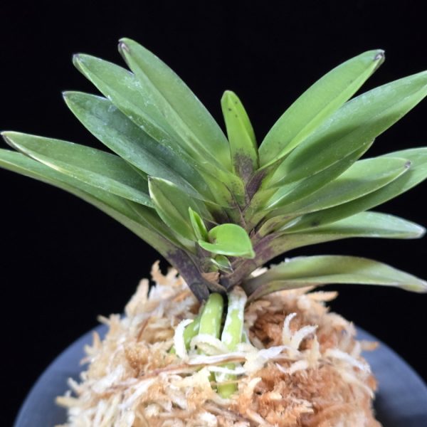 척령 鶺鴒 Sekirei