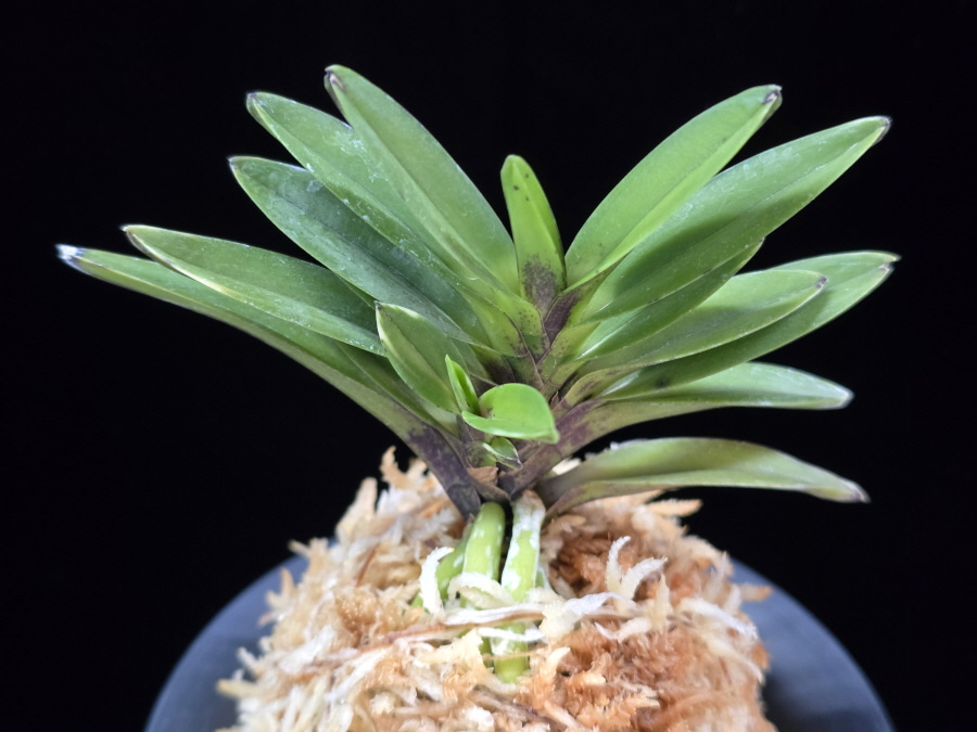 척령 鶺鴒 Sekirei 척령 鶺鴒 Sekirei