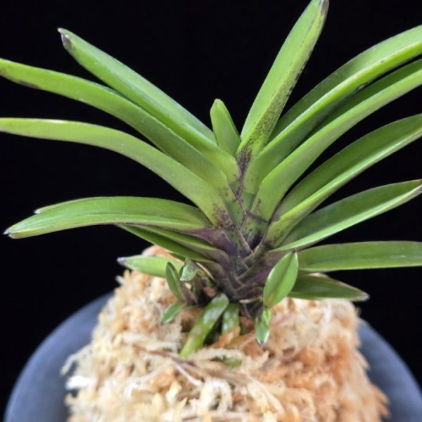 척령 鶺鴒 Sekirei