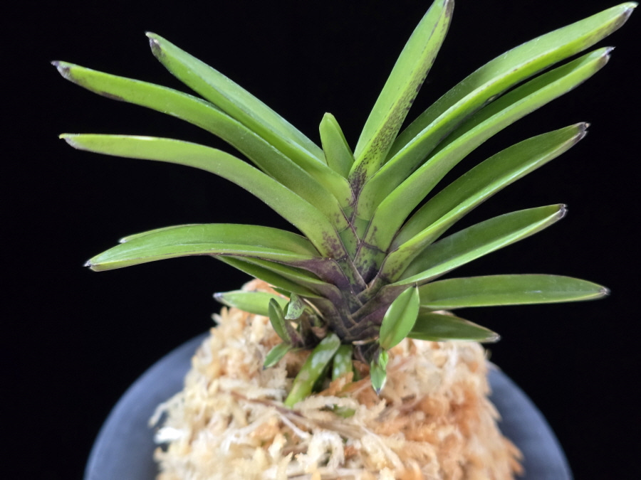 척령 鶺鴒 Sekirei 척령 鶺鴒 Sekirei