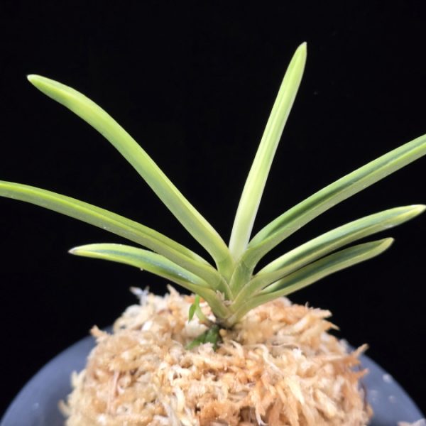 호박전 琥珀殿 Kohakuden