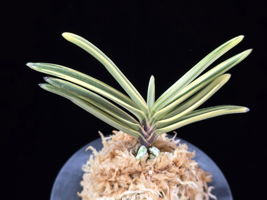 은세계 銀世界 Ginsekai 은세계 銀世界 Ginsekai