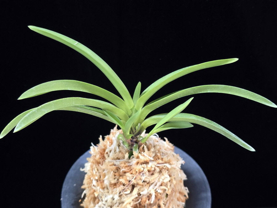 천녀지무 天女の舞 Tennyo no Mai 천녀지무 天女の舞 Tennyo no Mai