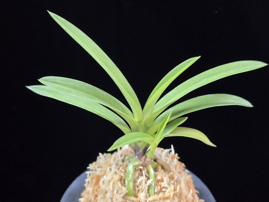 천녀지무 天女の舞 Tennyo no Mai 천녀지무 天女の舞 Tennyo no Mai