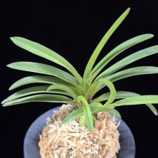 천녀지무 天女の舞 Tennyo no Mai