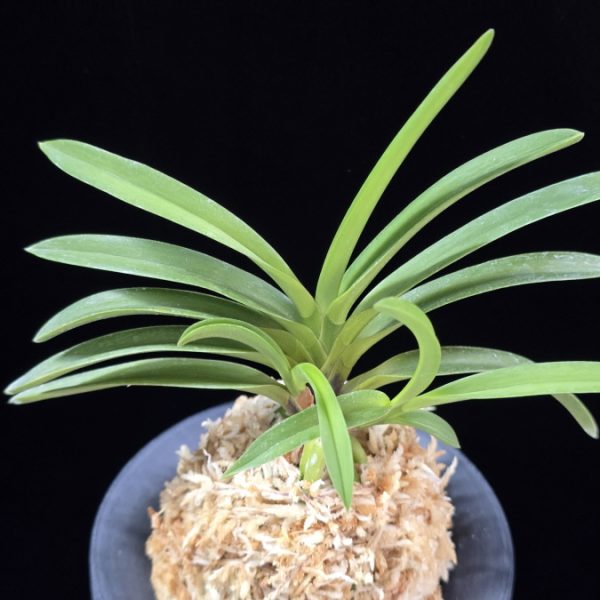 천녀지무 天女の舞 Tennyo no Mai