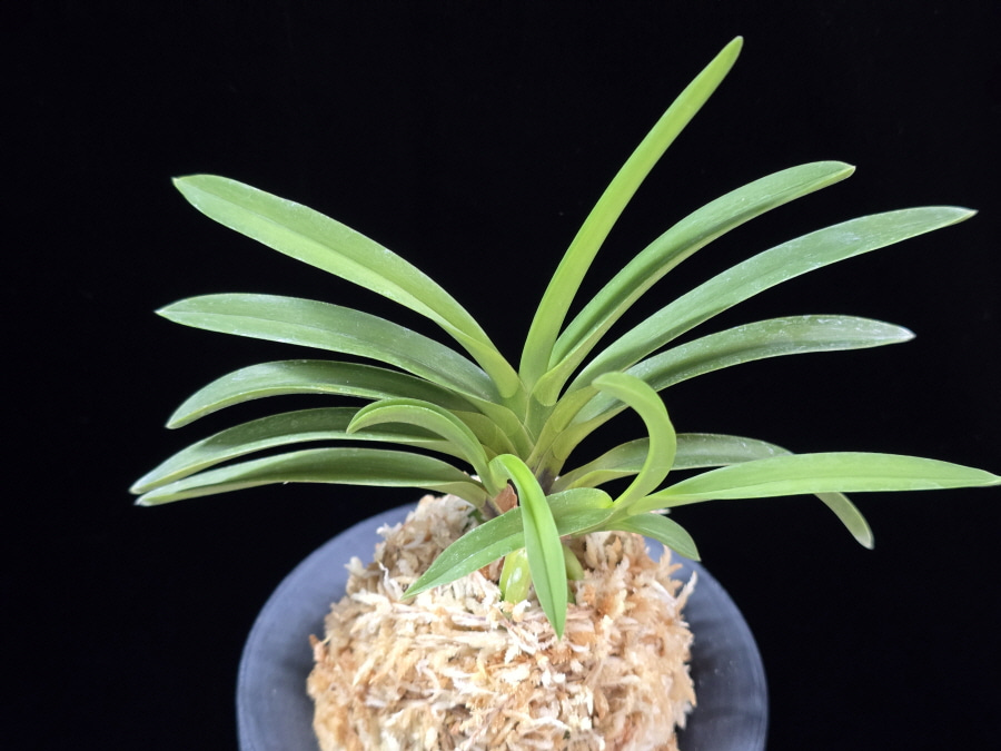 천녀지무 天女の舞 Tennyo no Mai 천녀지무 天女の舞 Tennyo no Mai