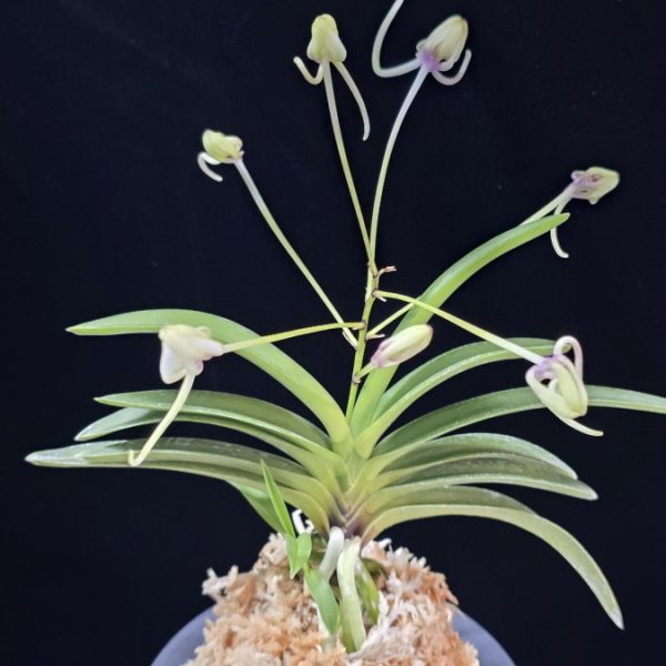 천녀지무 天女の舞 Tennyo no Mai