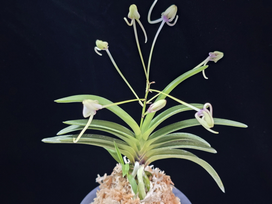 천녀지무 天女の舞 Tennyo no Mai 천녀지무 天女の舞 Tennyo no Mai